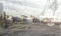 毛驴配马视频播放,一场别开生面的跨界视频盛宴